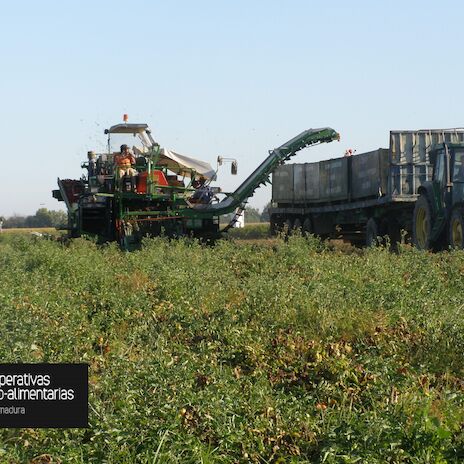 Cooperativas Extremadura sita en 115 euros por tonelada el coste de produccin en 2024 de tomate para industria en la regin