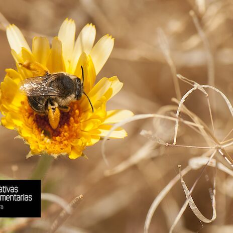 Apis firma un acuerdo para mejorar la biodiversidad en sus cultivos de tomate