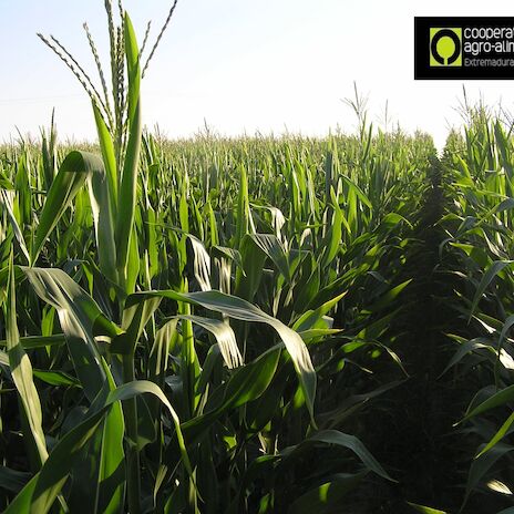 Cooperativas Extremadura advierte de daos irreversibles en el cultivo del maz tras la negativa del Ministerio a autorizar la Abamectina