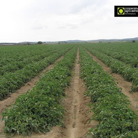 Cooperativas Extremadura sita en 138 euros el coste de produccin por tonelada de tomate para industria en la regin