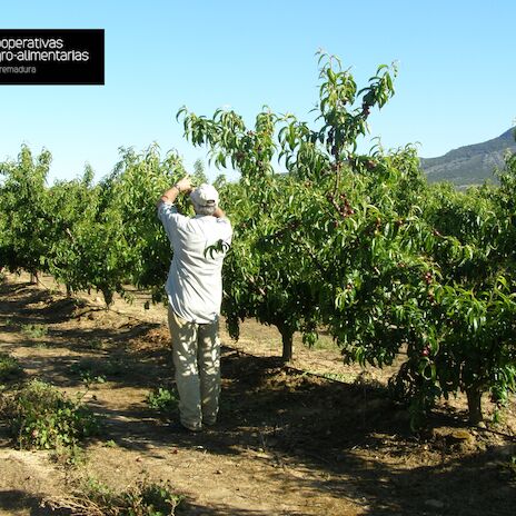 Cooperativas Extremadura pide una mayor reduccin en los mdulos del IRPF para agricultores y ganaderos