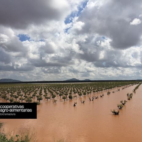Balance de 2018 un ao agrcola caracterizado en Extremadura por los daos producidos por las tormentas puntualmente muy intensas