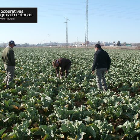 Cooperativas Extremadura alerta de la bajada en la contratacin de seguros agrarios por el incremento de hasta el 300 en el precio de las plizas