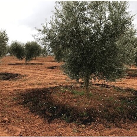 VALORARES consigue regenerar la tierra e incrementar la productividad de cultivos de Extremadura
