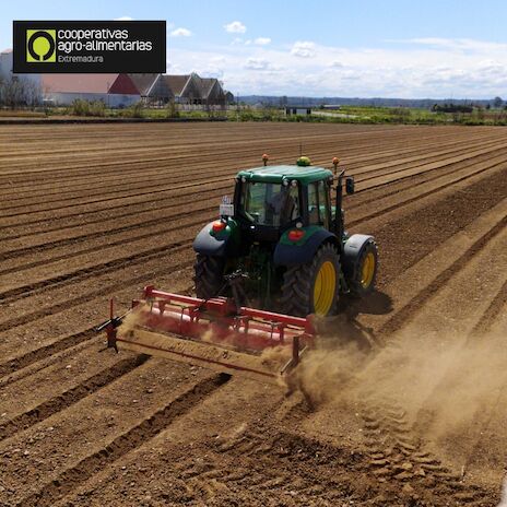 Cooperativas Extremadura reitera la necesidad de que el seguro agrario cubra los daos por altas temperaturas persistentes