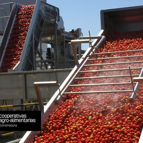 Cooperativas Extremadura estima una reduccin del 30 en esta campaa de tomate para industria