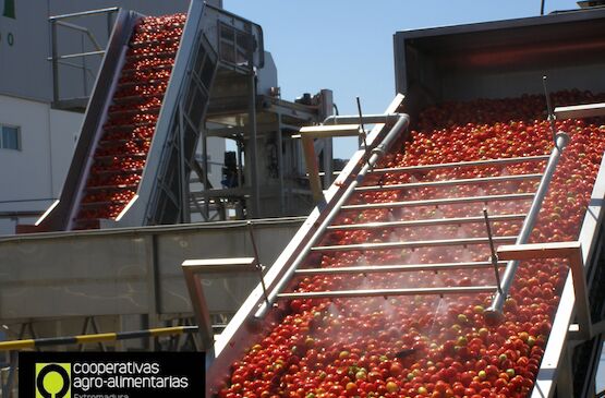 Cooperativas Extremadura destaca el papel esencial del cooperativismo después de que todas las industrias cooperativas cierren la contratación de tomate