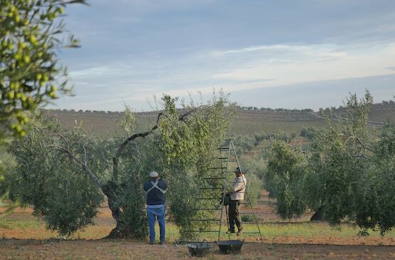 Blog: más allá del precio. Análisis de la campaña de aceite de oliva en Extremadura