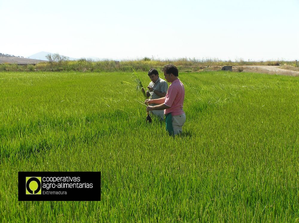 Cooperativas Extremadura estima una producción de arroz de 151.915 toneladas en la región