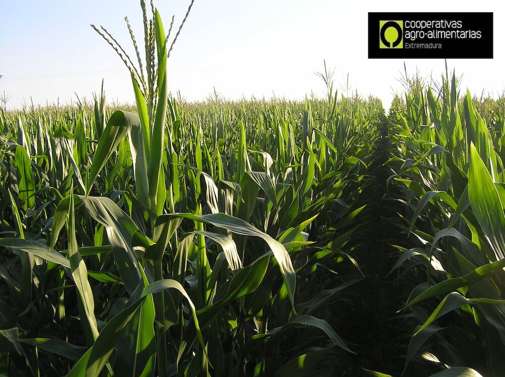 Cooperativas estima una cosecha de cereales de 1.175.200 toneladas en Extremadura