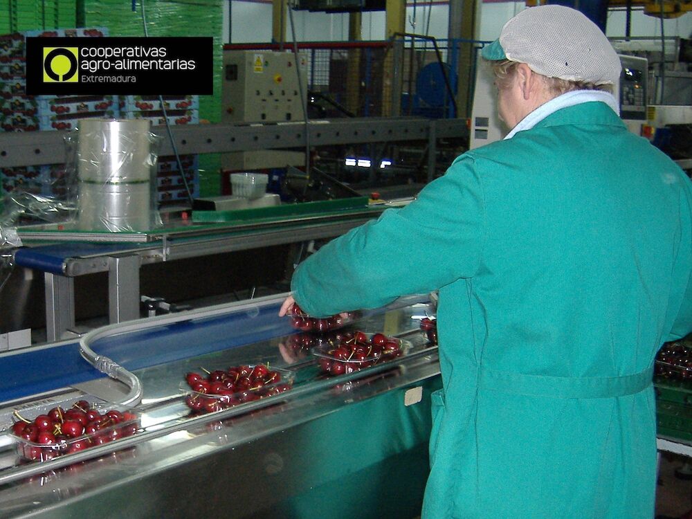 Cooperativas Extremadura plantea a la Administración soluciones a la falta de mano de obra agraria