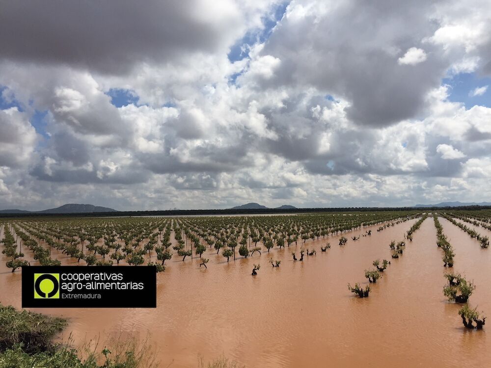 Balance de 2018, un año agrícola caracterizado en Extremadura por los daños producidos por las tormentas puntualmente muy intensas
