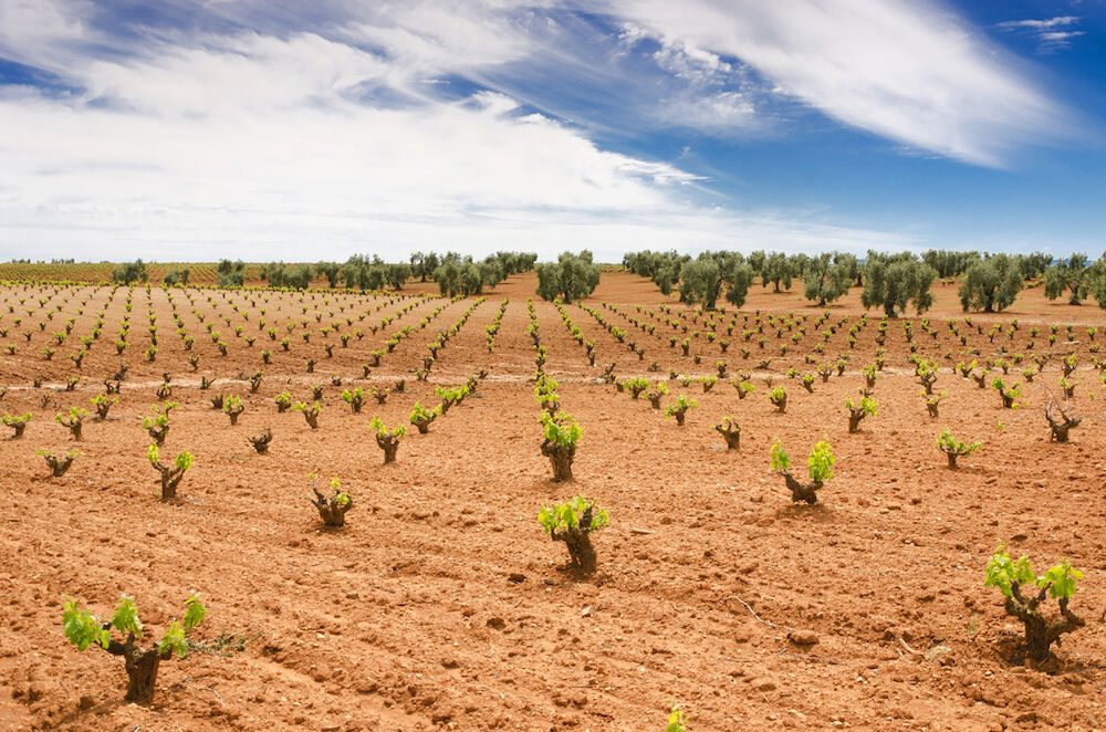 Publicada la orden de ayudas a la reestructuración y reconversión del viñedo en Extremadura