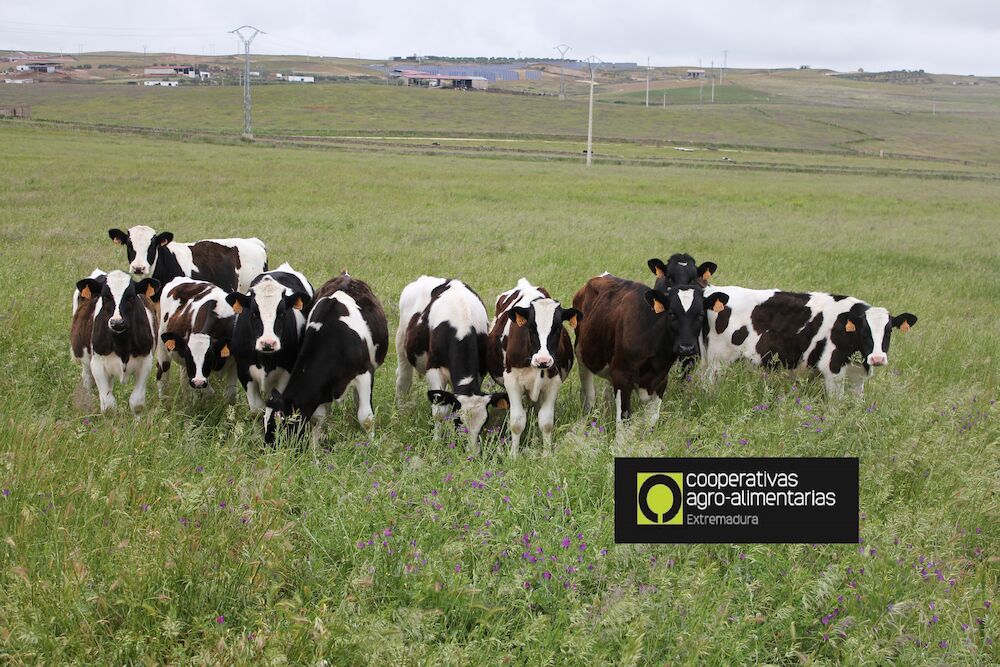 Cooperativas Agro-alimentarias solicita medidas efectivas que garanticen la rentabilidad del sector lácteo
