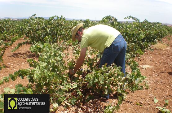 Cooperativas Extremadura reclama ayudas extraordinarias al sector vitivinícola ante la caída del 40% de producción en esta vendimia