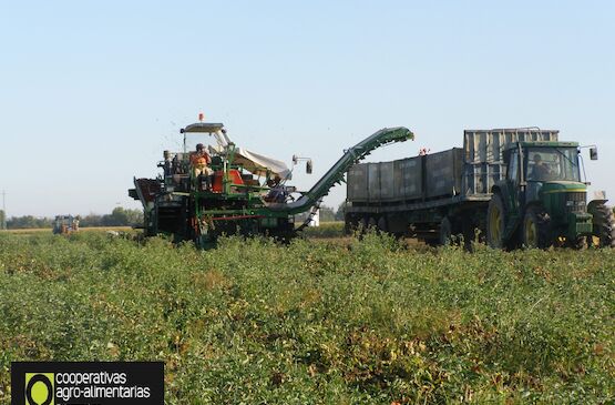 Cooperativas Extremadura sitúa en 115 euros por tonelada el coste de producción en 2024 de tomate para industria en la región