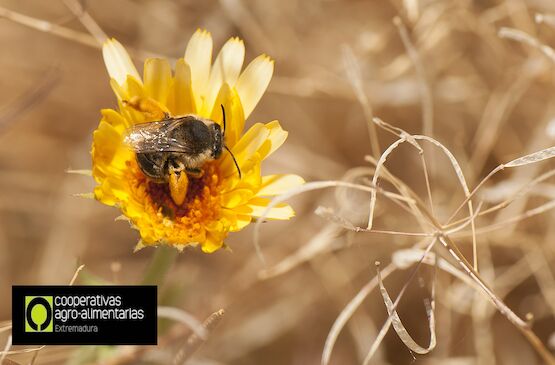 Apis firma un acuerdo para mejorar la biodiversidad en sus cultivos de tomate