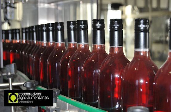 Cooperativas Extremadura estima una producción de tres millones de hectolitros de vino y mosto en esta vendimia