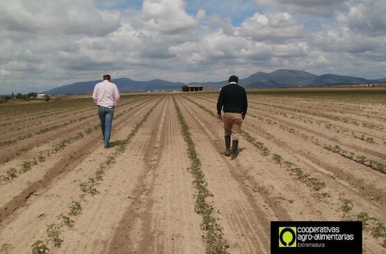 Cooperativas Extremadura organiza una jornada para analizar los seguros agrarios en la región