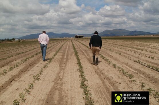 Cooperativas Agro-alimentarias Extremadura atendió más de 2.300 siniestros de seguros agrarios durante el año pasado