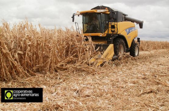 Cooperativas Agro-alimentarias Extremadura estima una cosecha de cereales cercana a las 337.000 toneladas