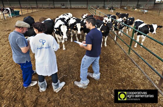 Las cooperativas podrán hacer sus seguros en la correduría de Cooperativas Extremadura