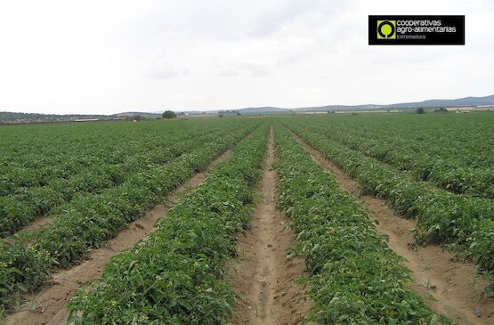 Cooperativas Extremadura sitúa en 138 euros el coste de producción por tonelada de tomate para industria en la región