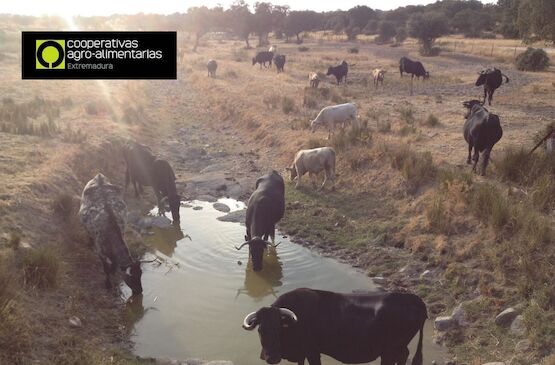 Cooperativas Extremadura reclama que el seguro de sequía en pastos refleje la realidad de los ganaderos extremeños
