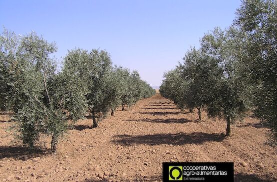 Más zancadillas al sector del olivar