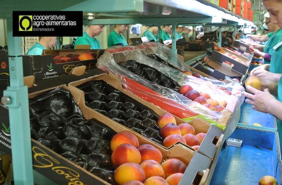 Cooperativas Extremadura reivindica el importante papel de las mujeres para el desarrollo rural