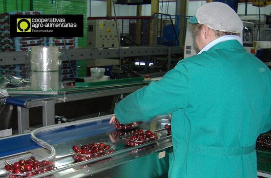 Cooperativas Extremadura plantea a la Administración soluciones a la falta de mano de obra agraria
