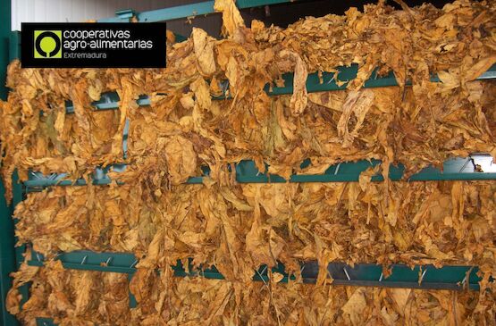 La Sectorial de Tabaco de Cooperativas Extremadura estima una reducción del 40% en la producción