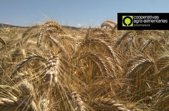 La producción de cereales de invierno en Extremadura rozará las 950.000 toneladas