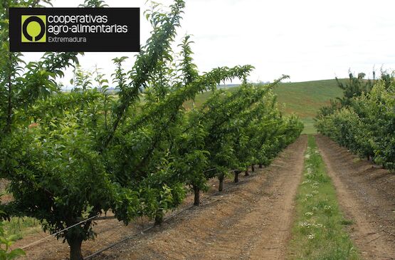 Abierta la convocatoria de ayudas a organizaciones agroalimentarias para la tramitación de la PAC