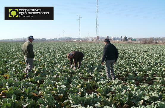 Cooperativas Extremadura alerta de la bajada en la contratación de seguros agrarios por el incremento de hasta el 300% en el precio de las pólizas