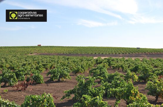 CAVE San José inicia una actividad enoturística para dar a conocer la historia y tradiciones de Tierra de Barros a través del vino