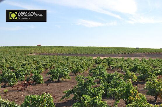 Reposicionar el vino extremeño