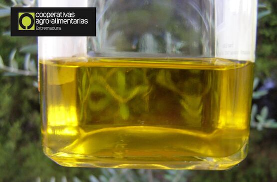 La sequía y las altas temperaturas reducen a la mitad la producción de aceite de oliva