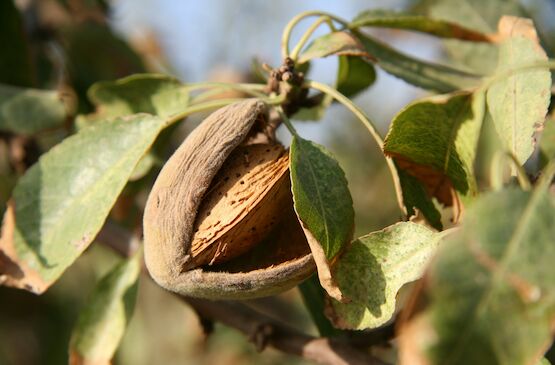 Extremadura aumentará un 69% su producción de almendra esta campaña