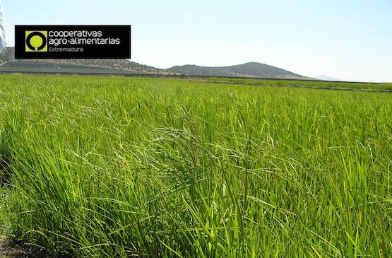 Un nuevo eco-esquema para el cultivo de arroz