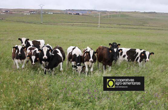 Cooperativas Agro-alimentarias solicita medidas efectivas que garanticen la rentabilidad del sector lácteo