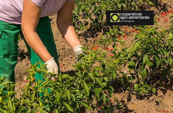 Se estima una reducción del 60% de la cosecha de pimiento  para pimentón