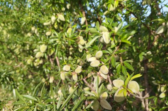 Extremadura producirá 8.571 toneladas de almendra en esta campaña