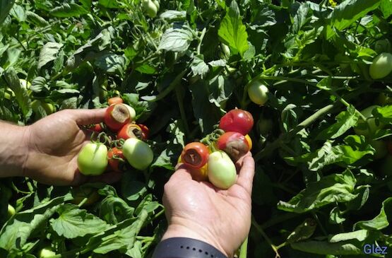 Cooperativas Extremadura propondrá que el seguro agrario cubra los daños por altas temperaturas persistentes