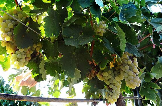Publicada la convocatoria de 1,5 millones de euros en ayudas a la cosecha en verde de uva para vinificación en Extremadura