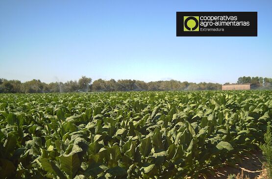 El futuro del tabaco