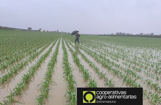 Agricultores y ganaderos extremeños ya pueden notificar a la Junta los daños del temporal