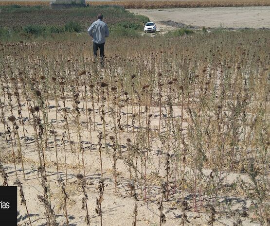 Cooperativas Extremadura plantea al Gobierno medidas fiscales ante la pérdida de producción de hasta el 80%