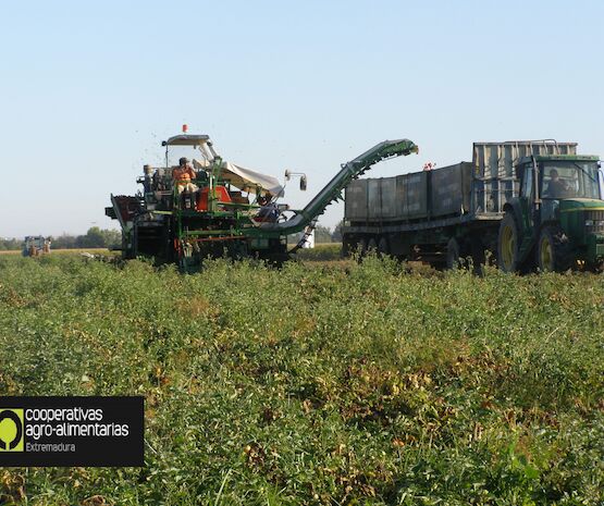 Cooperativas Extremadura actualiza a 145 euros el coste de producción por tonelada de tomate para industria en la región
