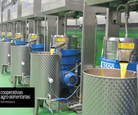 La producción de aceite de oliva de esta campaña rondará las 65.000 toneladas en Extremadura
